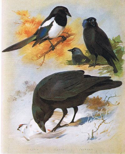 Magpie, Raven and Jackdaw by Archibald Thorburn